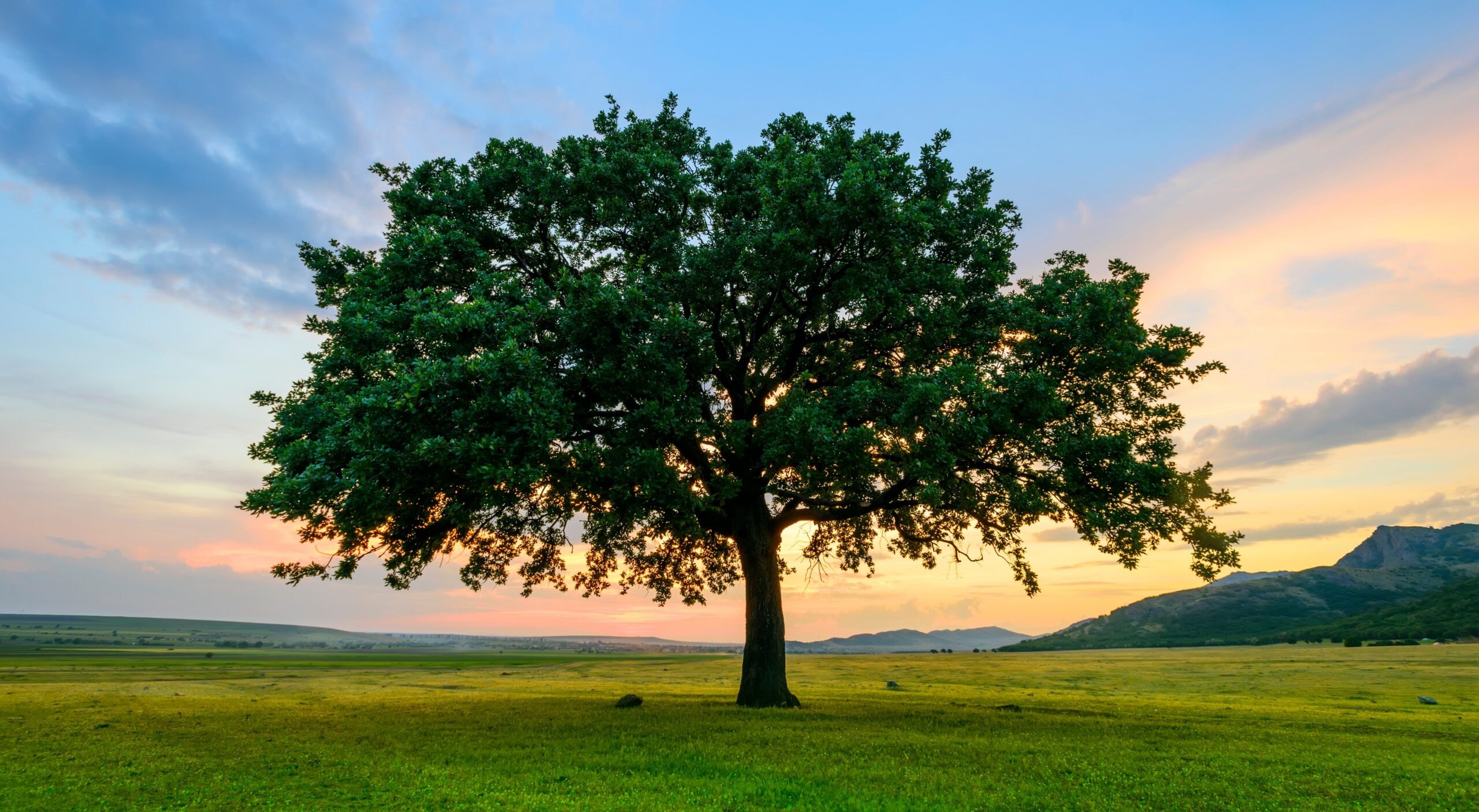 Beautiful Oak at the sunset